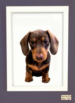 Dachsund Print Picture Frameless or Framed Wall Art White Background Front View Gift