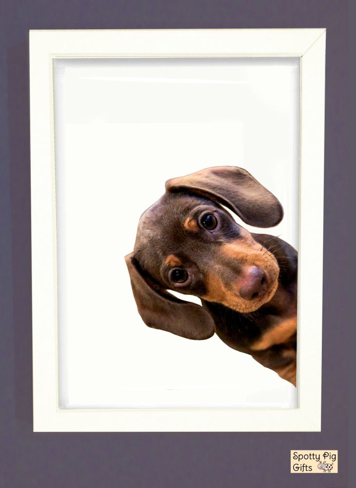 Dachsund Print Picture Frameless or Framed Wall Art White Background Side View Gift A3, A4, A5