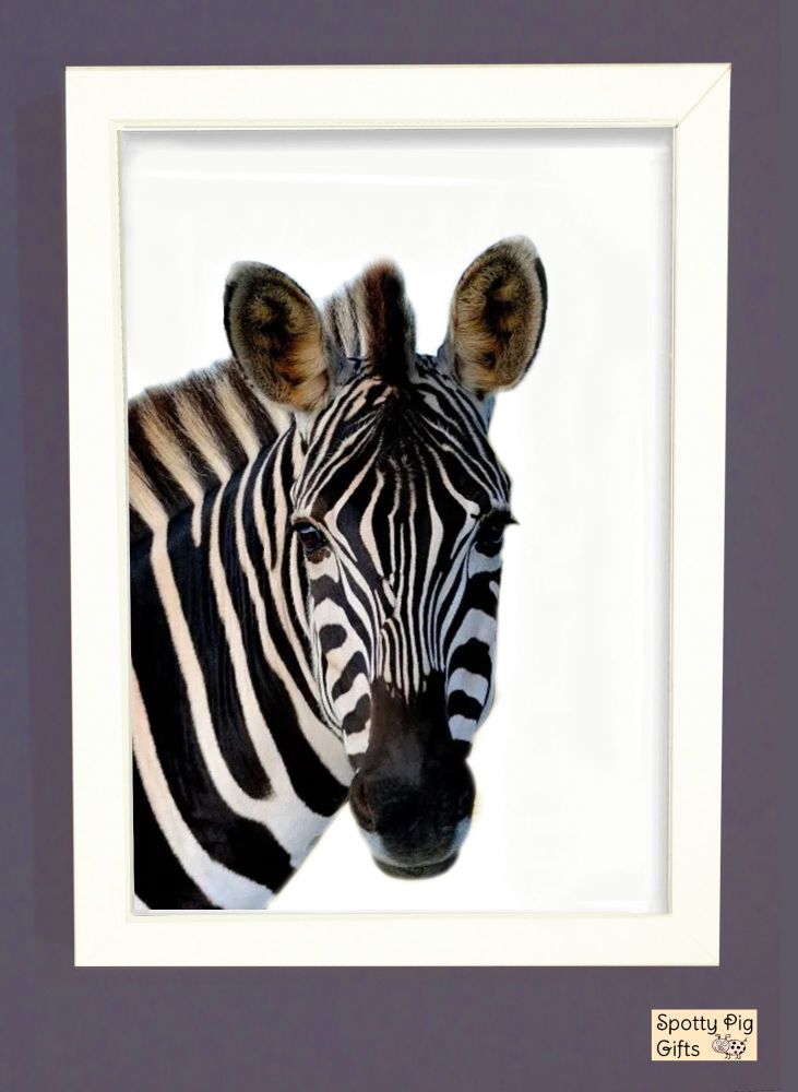 Zebra Print Picture Frameless or Framed Wall Art White Background Gift A3, A4, A5
