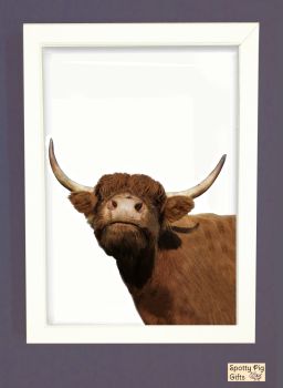 Highland Cow Print Picture Frameless or Framed Wall Art White Background Gift