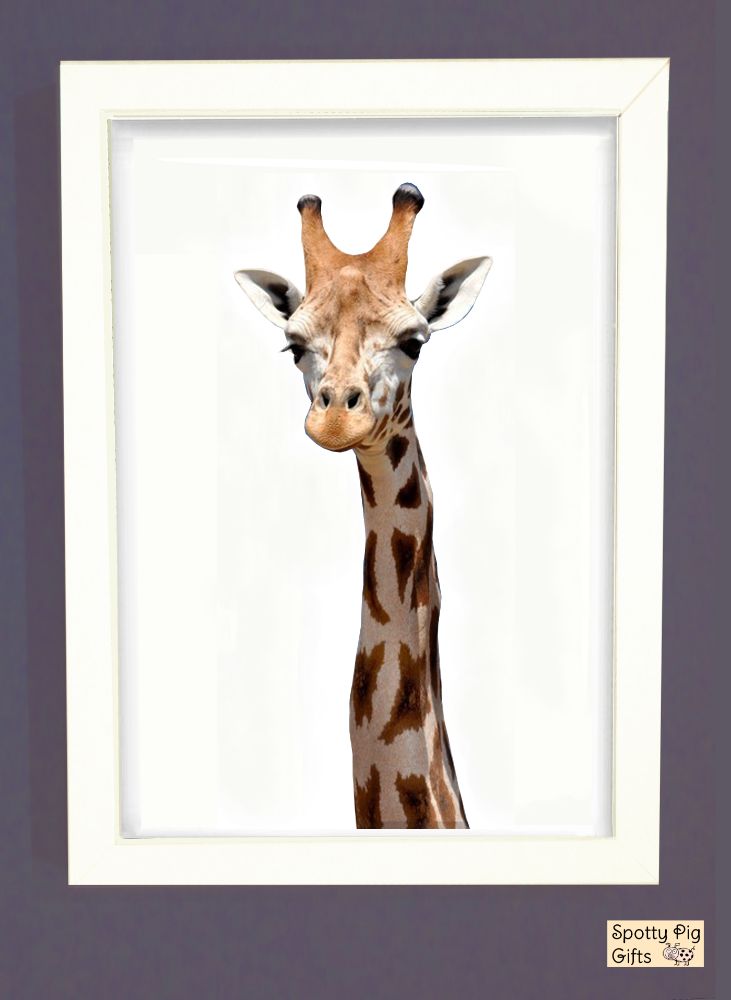 Animal Wall Art Pictures