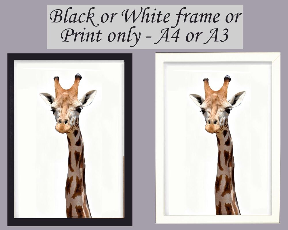 Giraffe Print Picture Frameless or Framed Wall Art White Background Gift A3, A4, A5