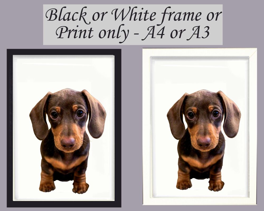 Dachsund Print Picture Frameless or Framed Wall Art White Background Front View Gift A3, A4, A5