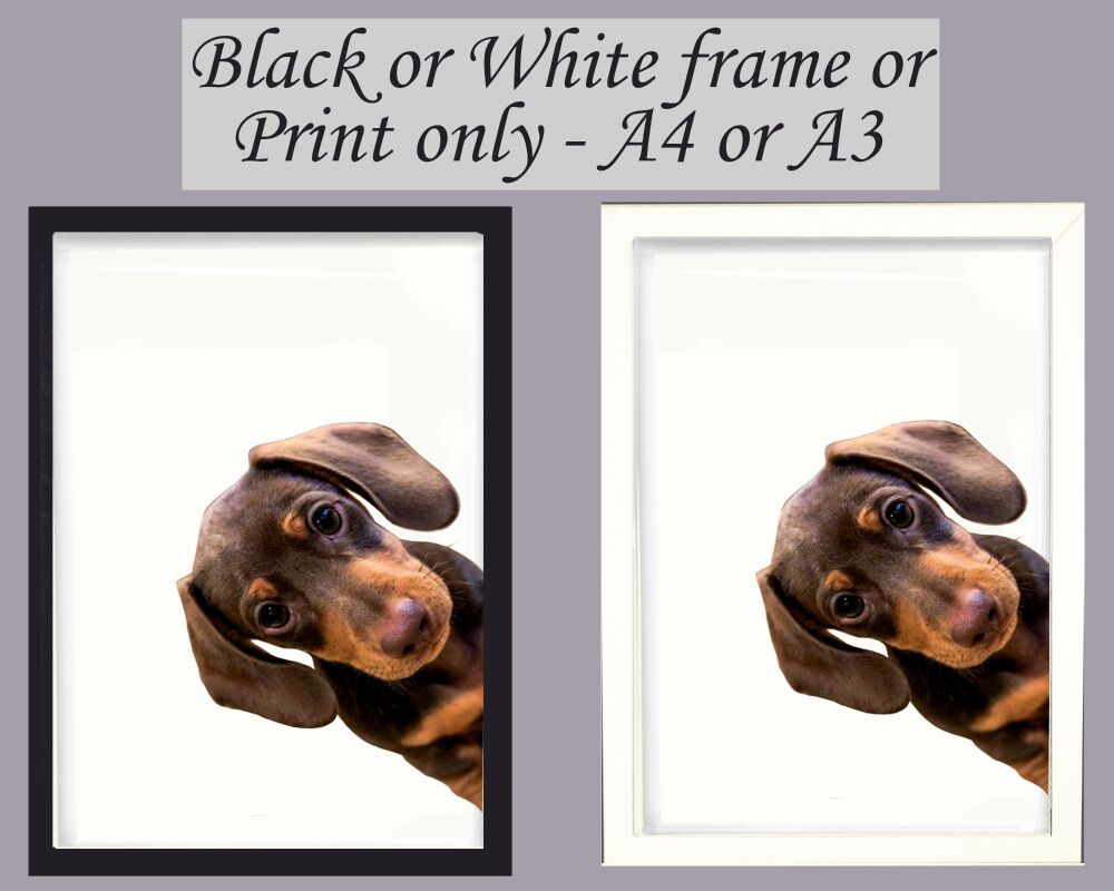 Dachsund Print Picture Frameless or Framed Wall Art White Background Side View Gift A3, A4, A5
