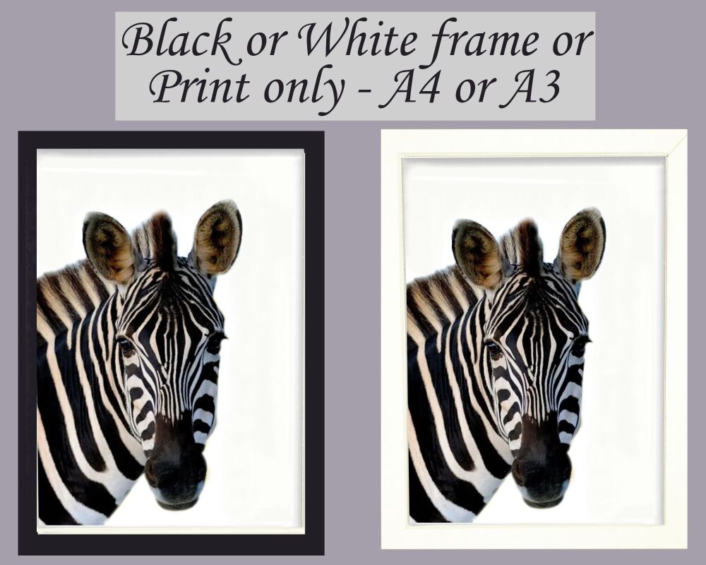 Zebra Print Picture Frameless or Framed Wall Art White Background Gift A3, A4, A5