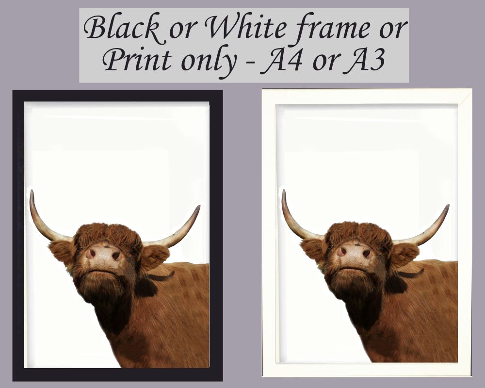Highland Cow Print Picture Frameless or Framed Wall Art White Background Gift A3, A4, A5