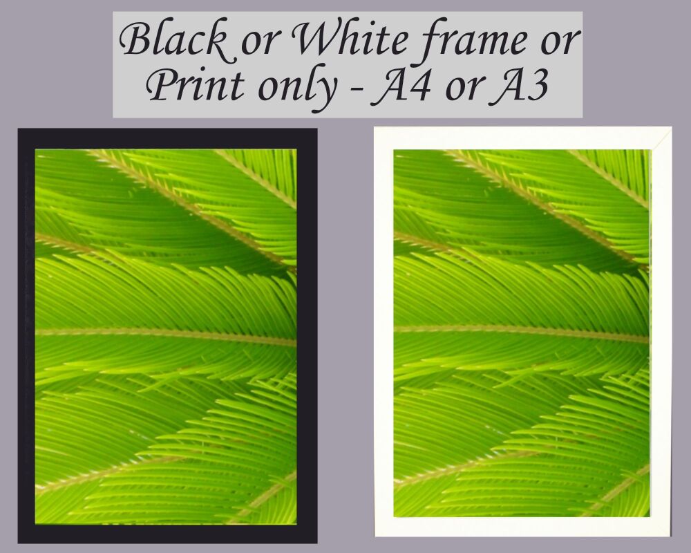 Botanical Print Palm Leaf Frameless or Framed Wall Art Green Nature Picture Gift A3, A4, A5