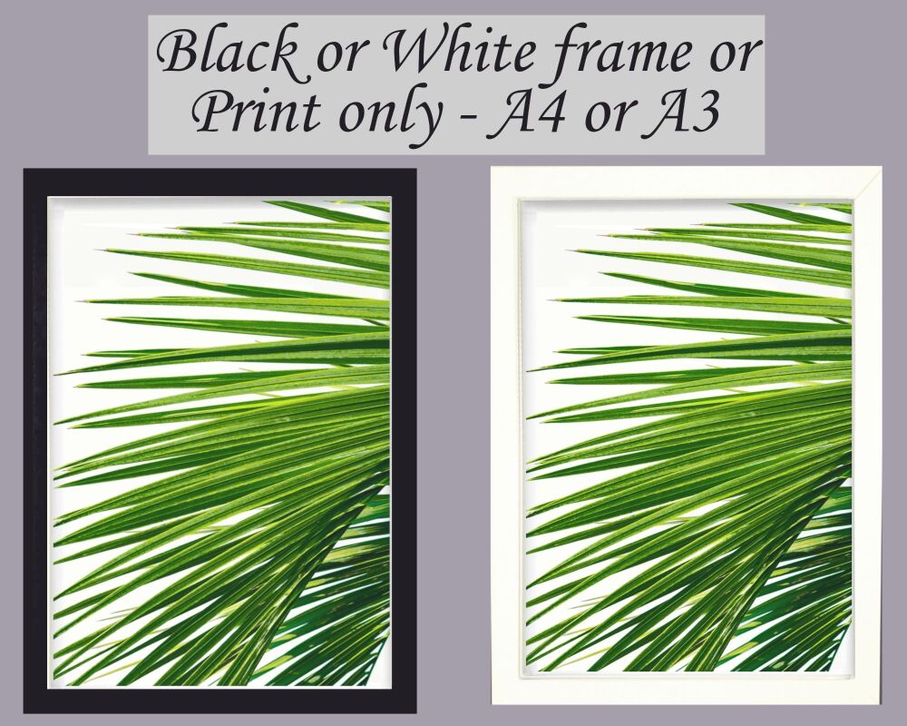Botanical Wall Art Palm Leaf Print Picture Frameless or Framed White Background Gift A3, A4, A5