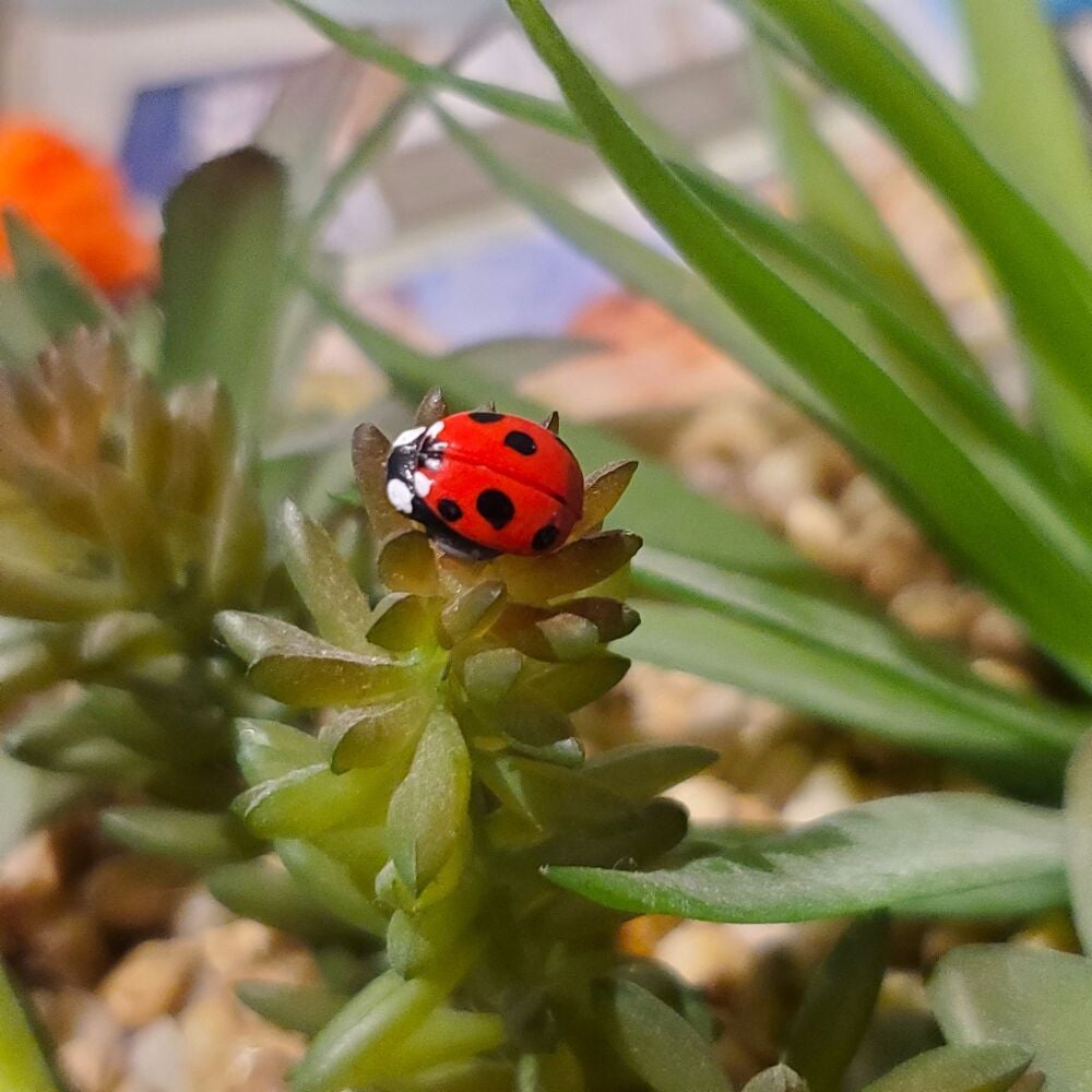 Ladybird brooch pin, realistic handmade clay miniature lucky ladybug, gift, scarf pin