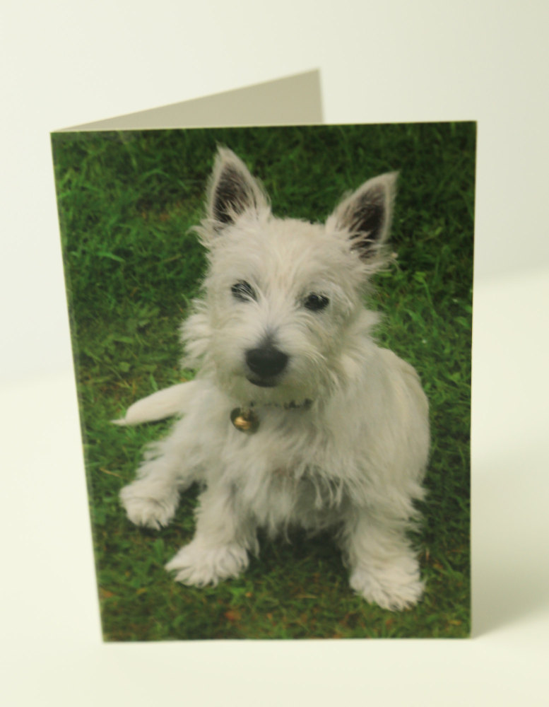 Small card, Highland terrier 