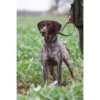 German Short Haired Pointer Card