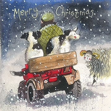 Collies Christmas Card Pack 