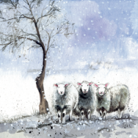 Sheep Christmas Card Pack 