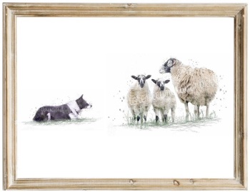 Border Collie and Sheep Print