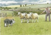 Theyâ€™re under control Boss Sheep and Collie Card