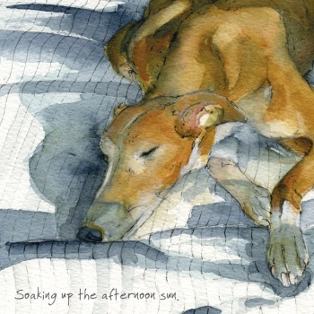 Afternoon Sunshine Greyhound Card