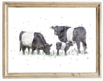 Belted Galloways Print