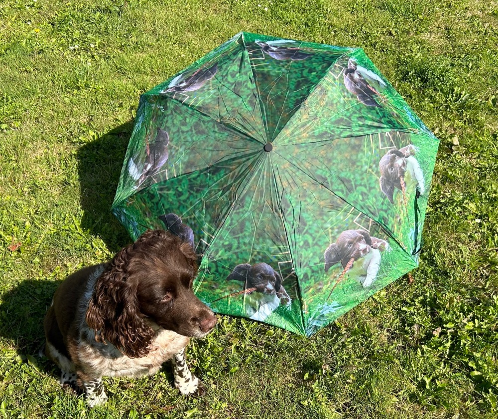 Springer Spaniel Umbrella