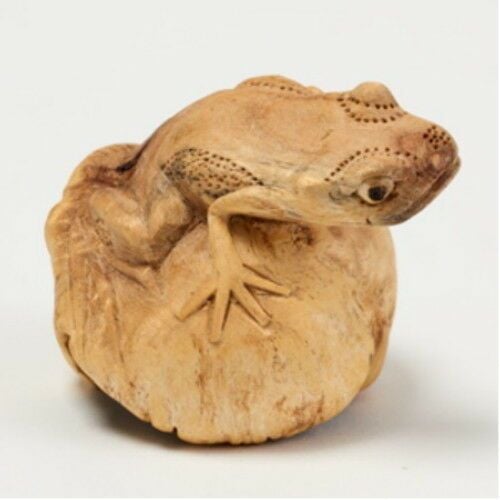 Hand Carved Beautiful Frog Toad on Chinaberry Parasite Wood 