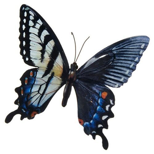 Blue Colourful Butterfly Wall Art