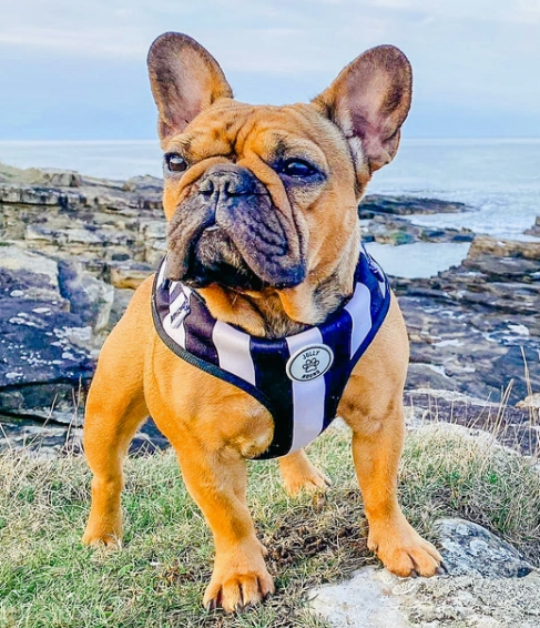 Accessories/Grooming