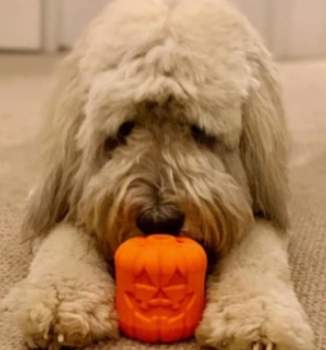 Sodapup Halloween Jack O' Lantern - Chew Toy-Treat Dispenser