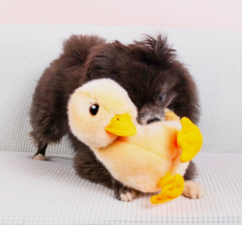 KONG Toughz Duck Medium