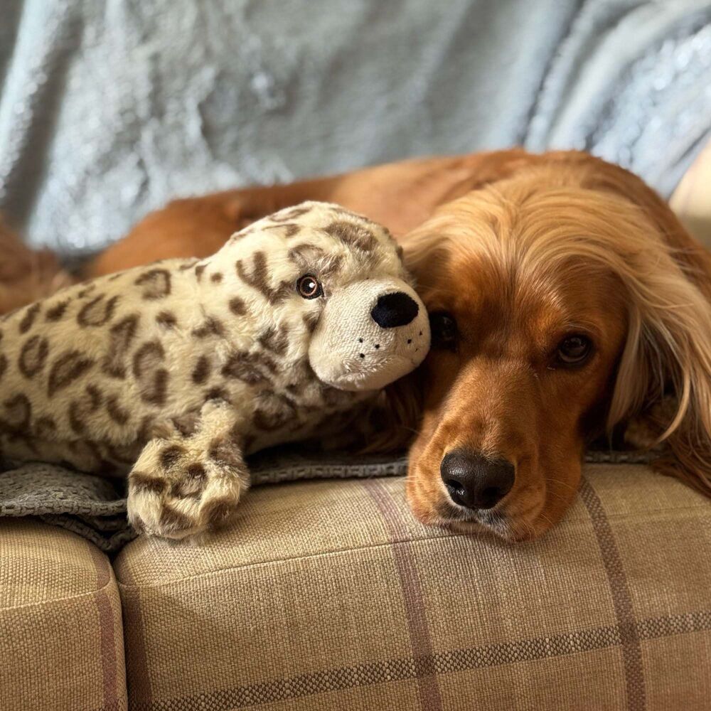 Ancol Orva Seal Treat Belly