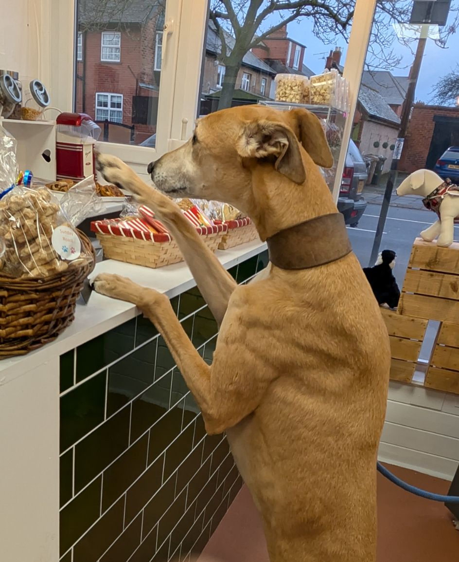 Gallery_1768670749460