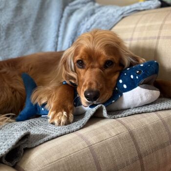 Orvra Snuffle Basking Shark