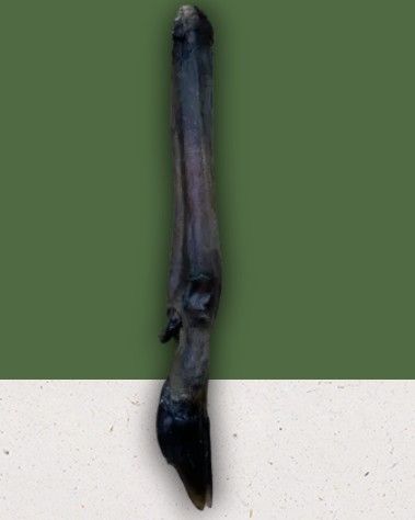 Roe Deer Leg