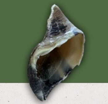 Anco Natural Empty Hoof