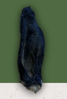 Hairy Goat Ear