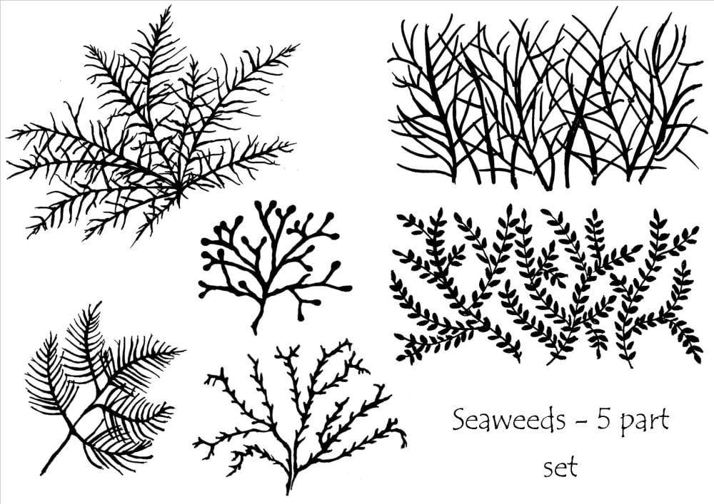 Seaweeds - set of 5