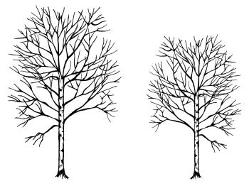 Red Oak Trees - pair - 5" and 4": 20% off - discount included in price shown