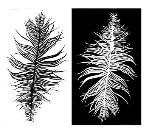 Beach Feather: positive and negative pair - 5