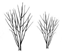 Birch trees pair: 4.5" and 3.5":   20% off - discount included in price shown