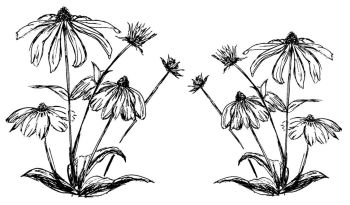 Coneflower 4.5" and 3.5" 