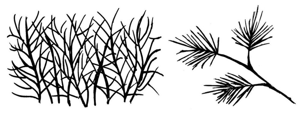 Seaweeds Pair 2 (2.75