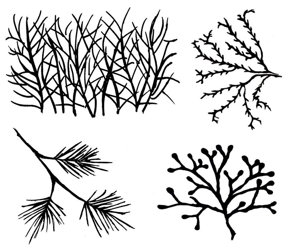 Seaweeds: Set of Four (2