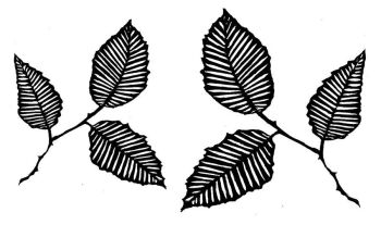 Beech Leaves pair 2.5" - 3.5" approx