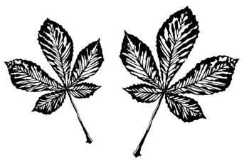 Horse Chestnut leaves pair 2.5" - 3.5" approx