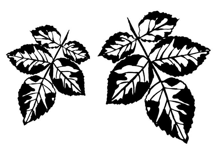 Rose leaf pair 2