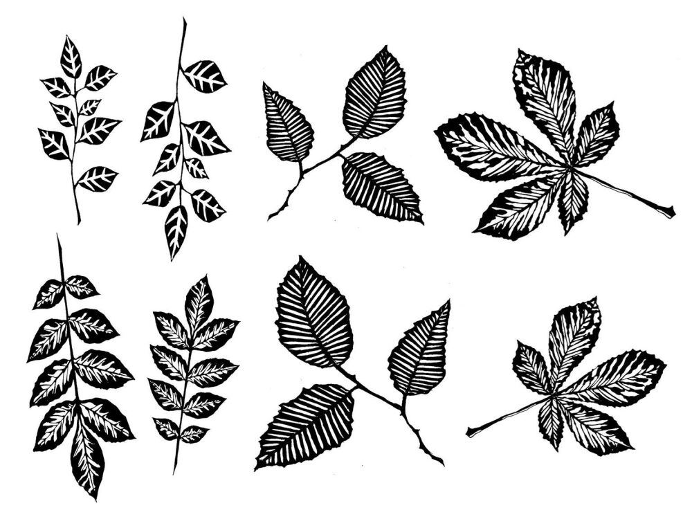 Alder, Ash, Beech and Horsechestnut leaves: set of 8
