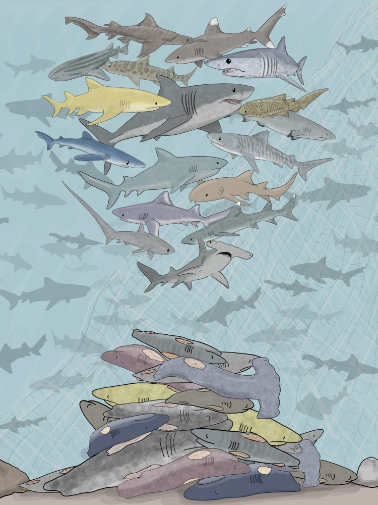 Digital artwork showing a selection of sharks swimming above a pile of finless shark bodies, to bring awareness to the shark fin trade.