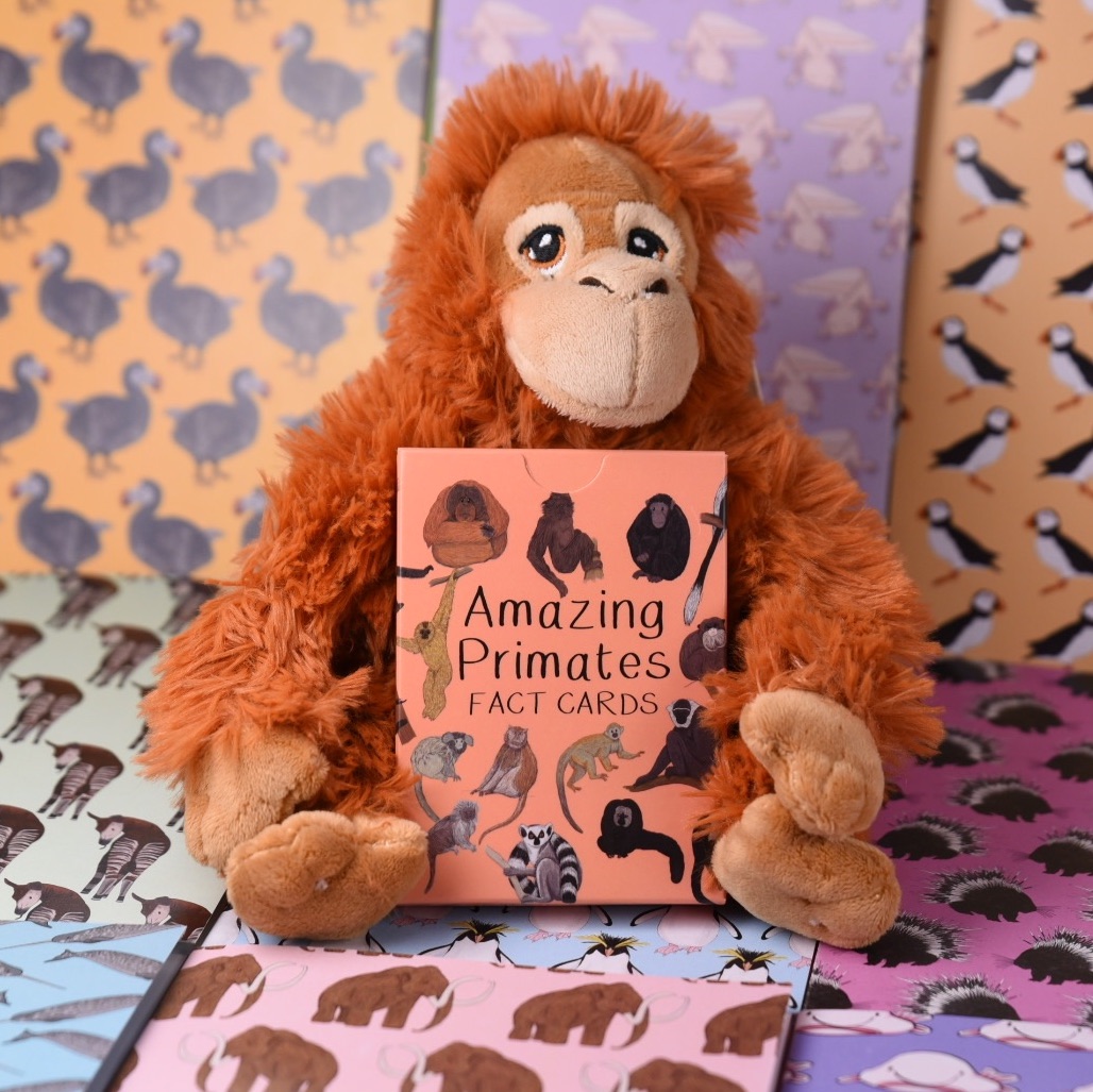 Amazing Primates Fact Cards with Orangutan Soft Toy Gift Set