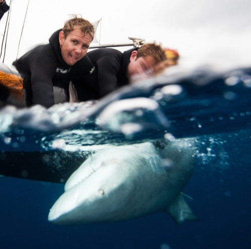 Tagged bull shark