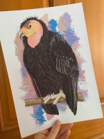 Californian Condor A4 Print