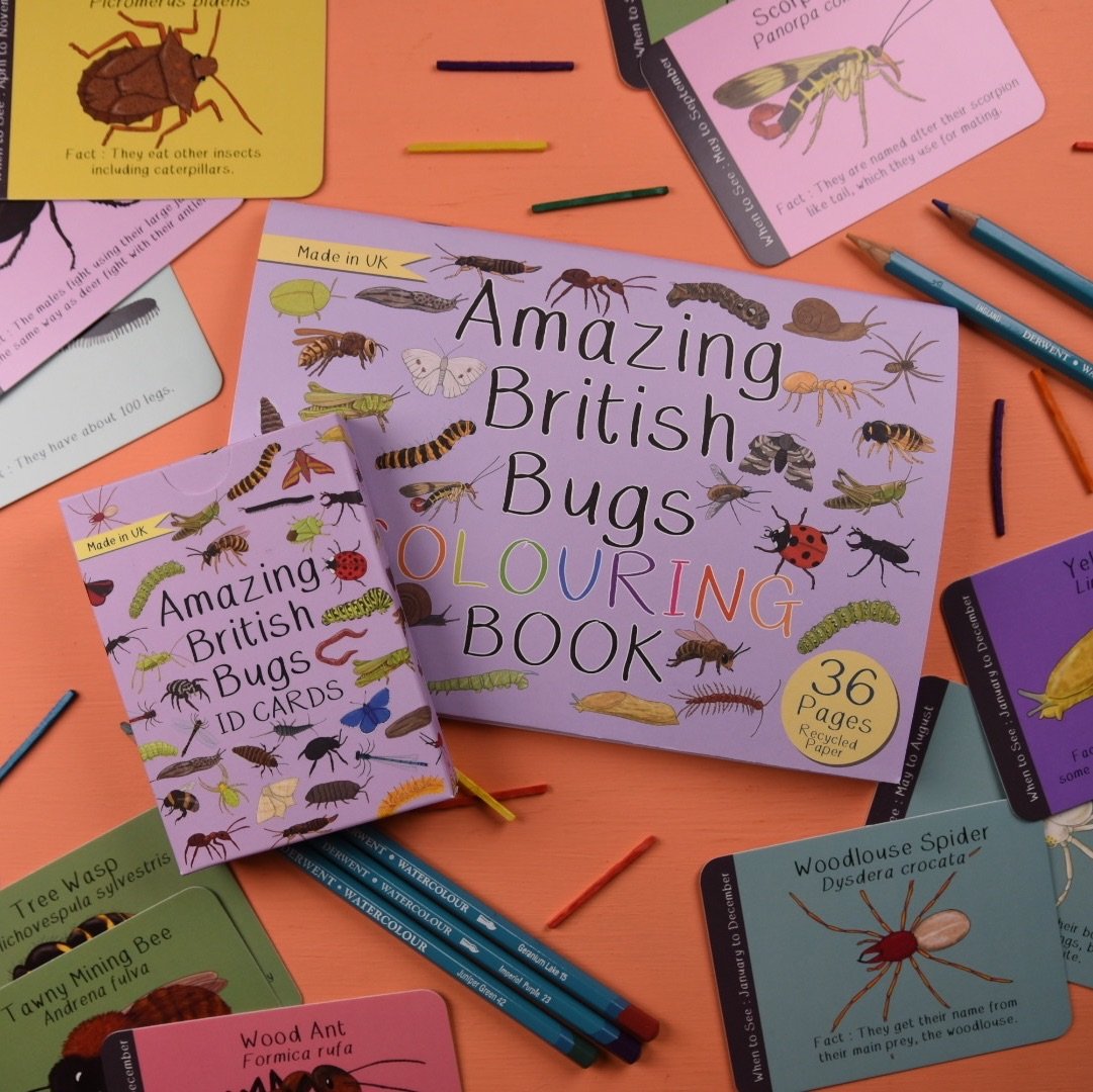 Amazing British Bugs ID Cards and Colouring Book