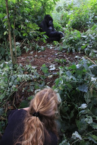 Gorilla Uganda